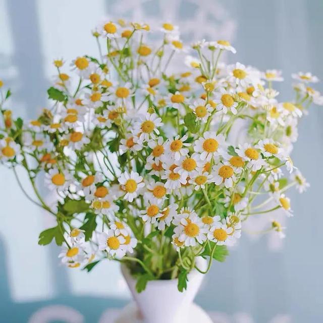 洋甘菊和白晶菊是同一种花吗，洋甘菊花期长吗（每天带你认识一种植物—“洋甘菊”）