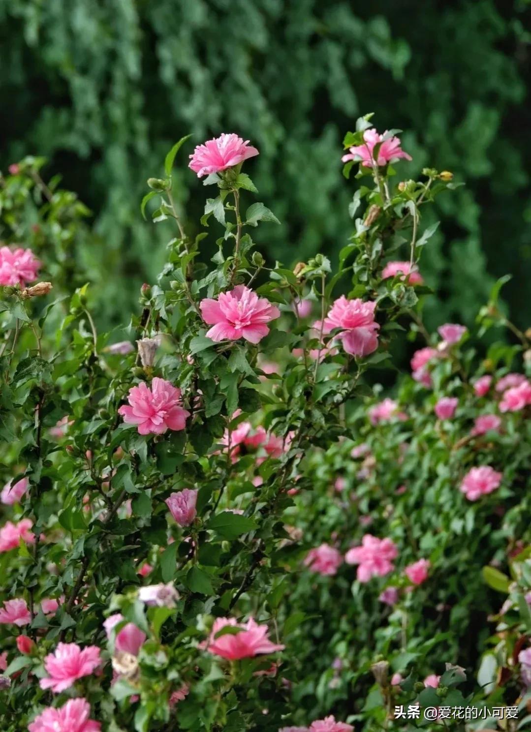 各国的国花是什么花，世界各国的国花是什么（一花一世界‖世界各国的国花你知道多少）