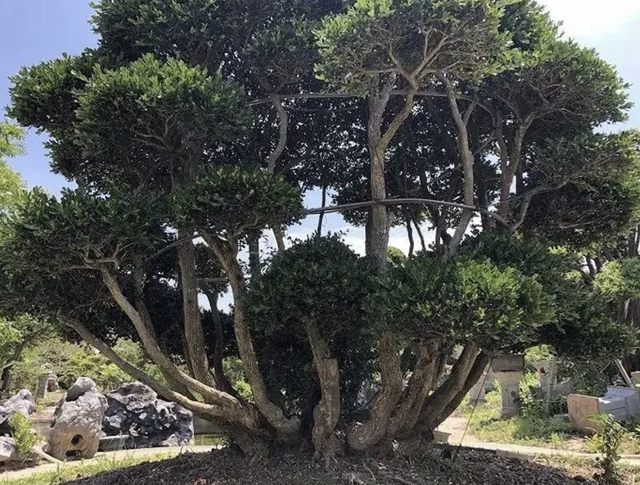 雀舌罗汉松小苗价格多少钱一棵，雀舌罗汉松价格是多少（2种花价值“上千”）