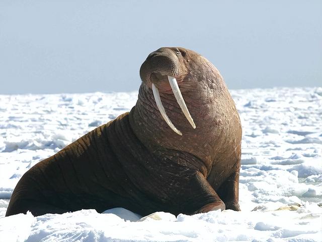 海洋十大霸主排行榜，世界上最可怕的十大海洋生物——虎鲸到底是不是海洋霸主