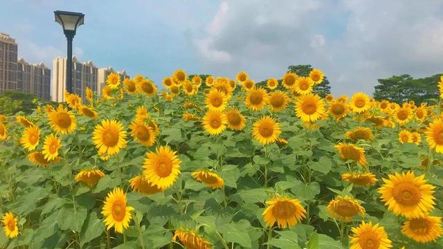动漫海边（向日葵）少女，微信头像，动漫海边（向日葵）少女（听说每个喜欢向日葵的女孩）