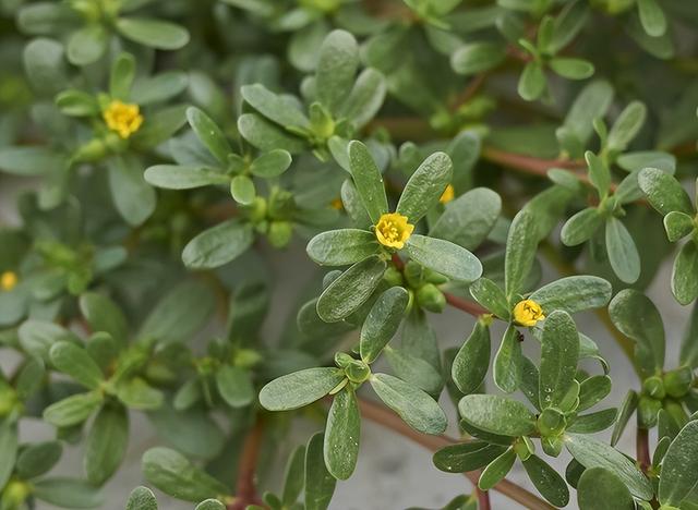 盖草能除草剂主要用于哪方面除草，盖草能可以除的草图片（田地里有杂草不着急）