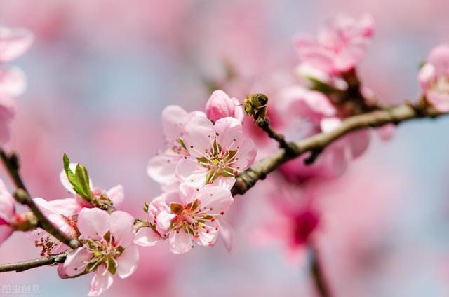芳草鲜美下一句，芳草鲜美下一句是啥（芳草鲜美 • 落英缤纷）