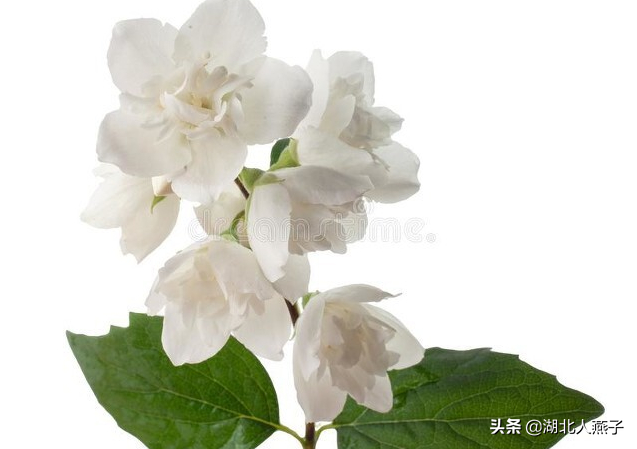 春天的花有哪些，春天21种可以食用的鲜花（一年四季都盛开的花是什么花）