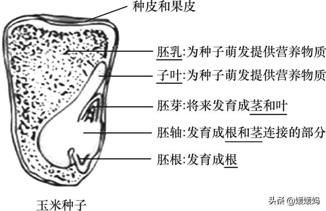草履虫的结构，草履虫的结构层次模式图（应考技巧丨初中生物识图题常用结构示意图）