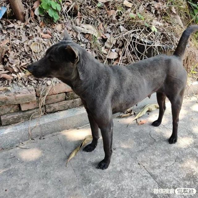 哪里会收养狗狗，如何领养狗狗（同城附近宠物店领养送养平台, 无偿幼猫咪狗狗救助-1216宠友社）