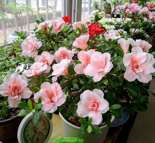 花的叶子发黄是怎么回事，茉莉花的叶子发黄是怎么回事（植物黄叶有七个原因）