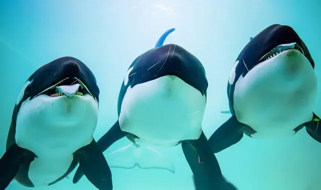 海洋十大霸主排行榜，世界上最可怕的十大海洋生物——虎鲸到底是不是海洋霸主