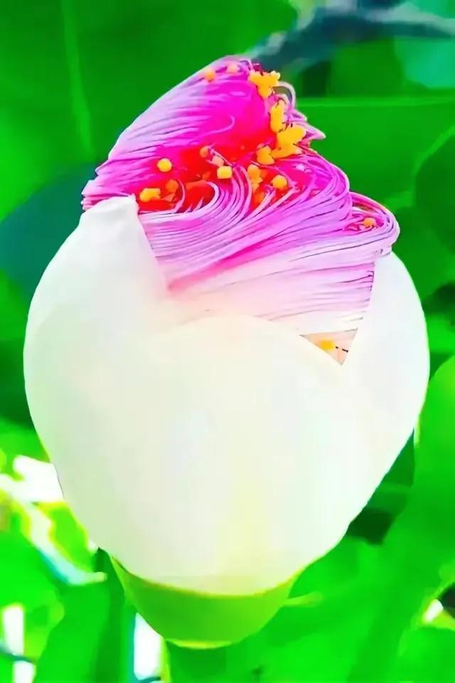 繁花似锦下一句是什么，一路繁花似锦下一句是什么（美醉你的心田）