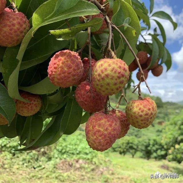 荔枝图序原文，荔枝图序原文及拼音朗读（中国最好吃的荔枝在哪里）