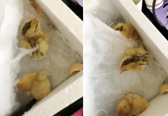 儿童在家怎么孵小鸡，小孩子在家怎么孵小鸡（我竟然学会了孵蛋）