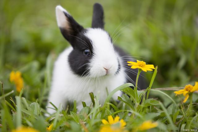 兔子会得哪些病，兔子都得什么病（兔常见病的症状及治疗方法）