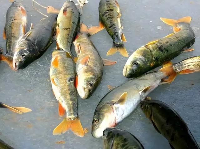 青海湖简介，监测青海湖简介（禁渔10年最大的鱼有多大）