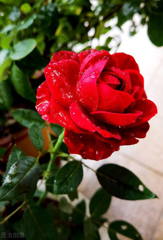 一年四季都开花的月季品种，复花能力超好的6种藤本月季