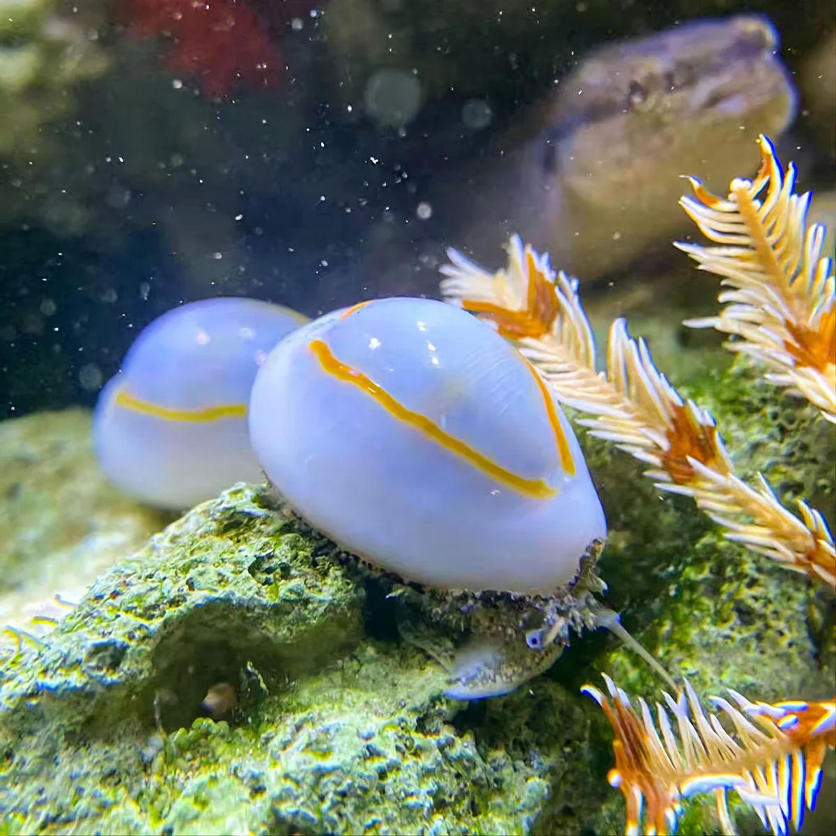 夜光蝾螺在黑暗中能发光吗，夜光蝾螺会发光吗（这种东西来自二级保护动物）
