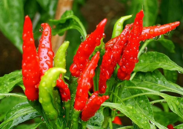 辣椒的种植方法,盆栽辣椒的种植方法(女子种出巨大的辣椒树)