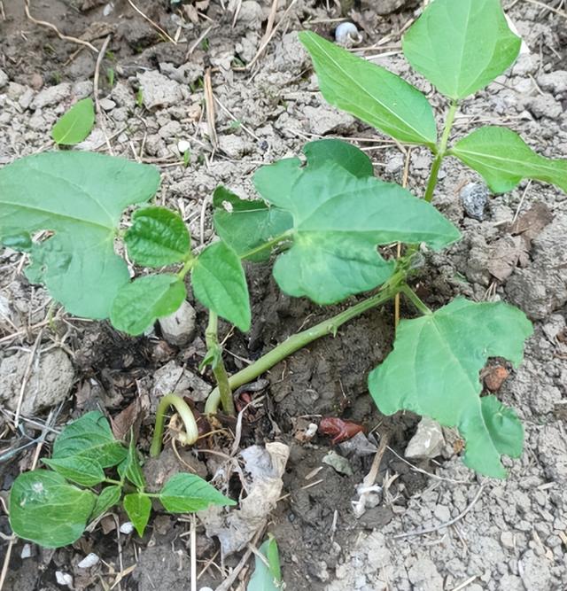 怎么制作辣椒水，怎么制作辣椒水视频（辣椒水能杀虫吗）