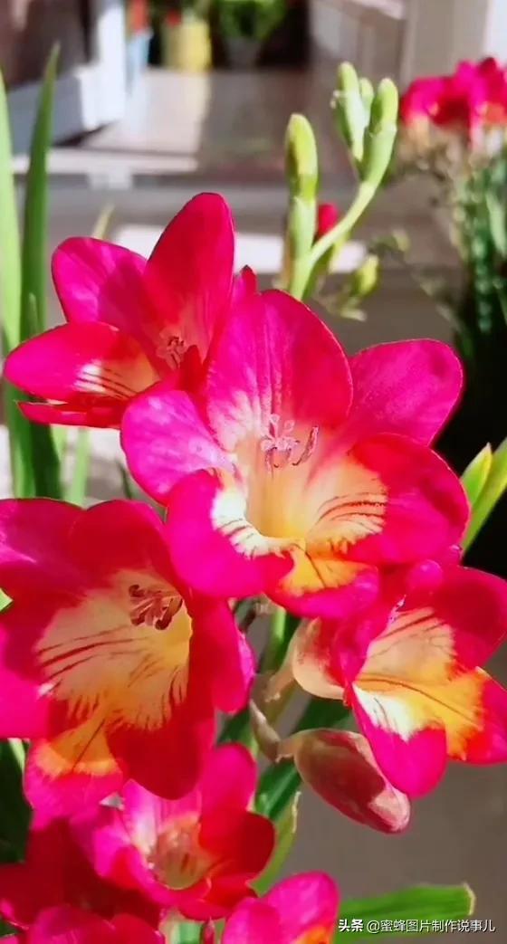 风景美图，风景美图壁纸（鲜花争艳，美景如画，过目不忘）