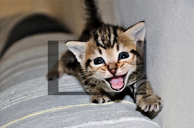 喵喵喵是什么梗，彩虹猫是什么梗（主人模仿猫咪“喵喵叫”时）