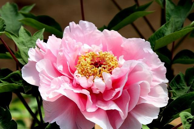 12星座比较擅长做什么，12星座擅长什么本领（巧舌如簧、能说会道的星座）