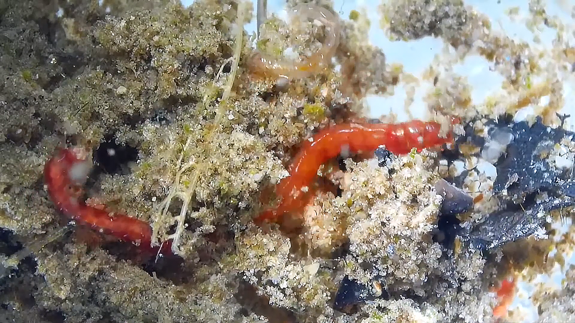 臭水沟中滋生的红虫：污染环境下的典型生物现象与生态警示