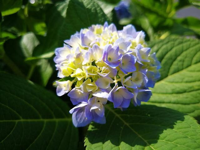 鲜花的花语和花的数目的寓意，鲜花数量的寓意（100种迷人的“数字花”）