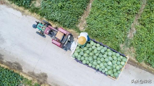 久红瓜怎么挑甜的，久红瓜口感怎么样（河南人的夏天不缺瓜）