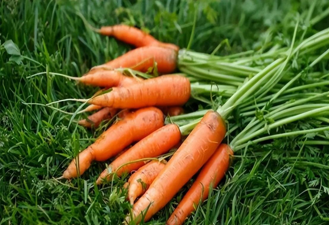 山胡萝卜籽多少钱一斤(胡萝卜种子遭日本) - 价格百科