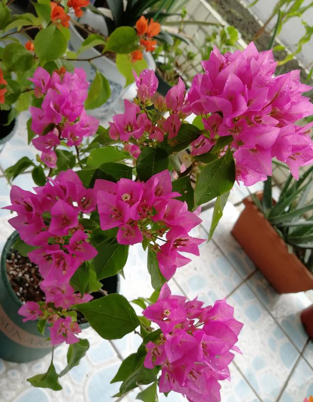 三角梅介绍，粉白蝶三角梅介绍（三角梅界的“贵族”—比芭）