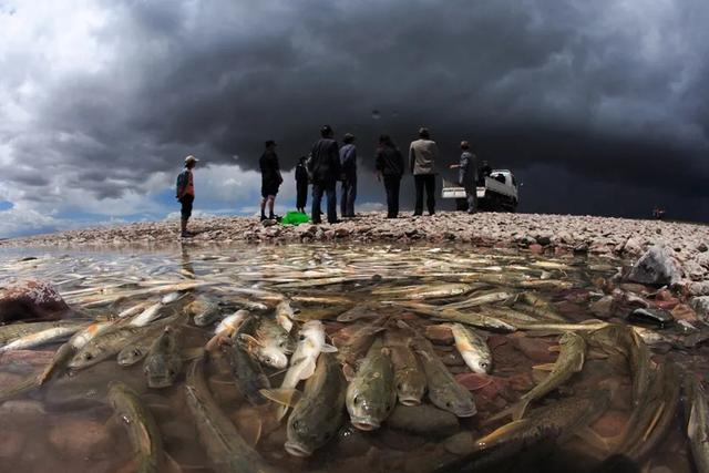 青海湖简介，监测青海湖简介（禁渔10年最大的鱼有多大）