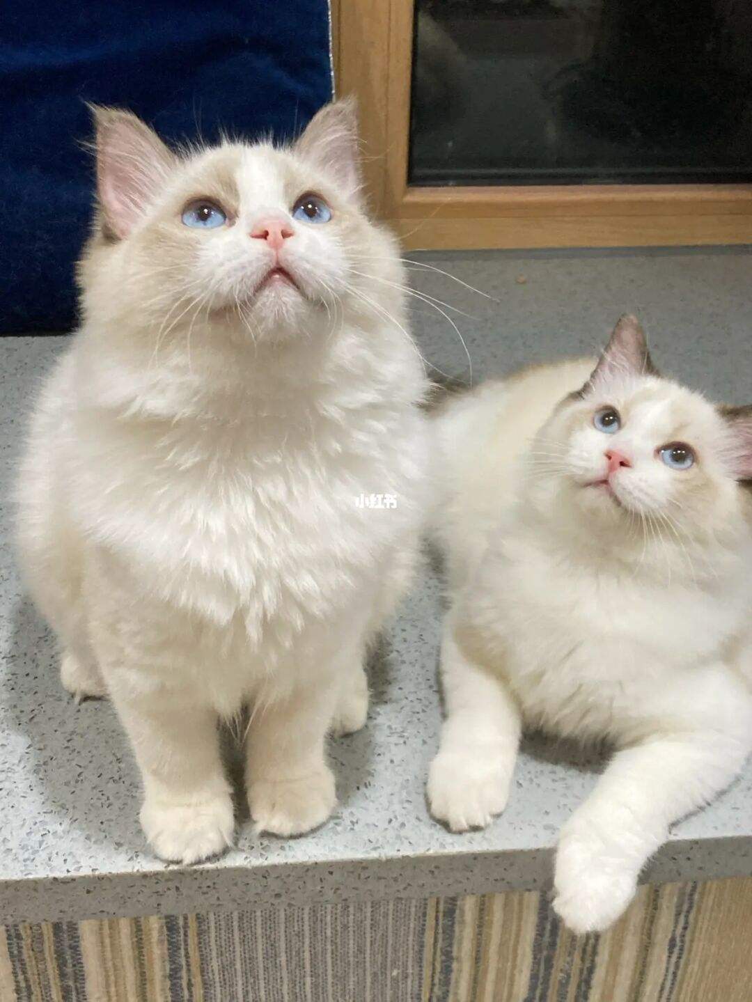 狮子猫价格多少钱一只(宠物猫) - 价格百科