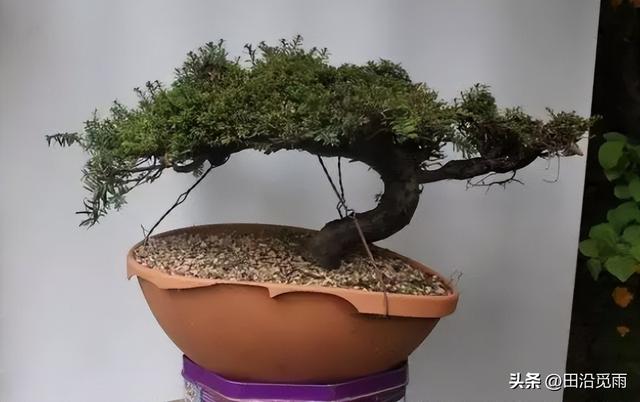 红豆杉修剪方法图解，红豆杉的修剪（临水、悬崖、斜干、曲干最漂亮）