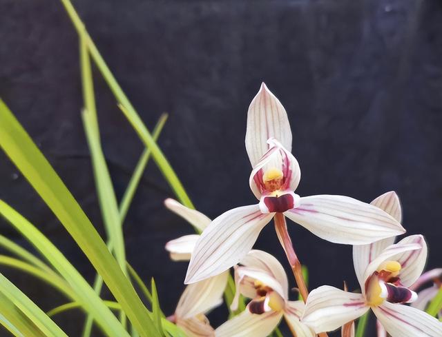 值得一看的兰花品种，这5种名贵兰花