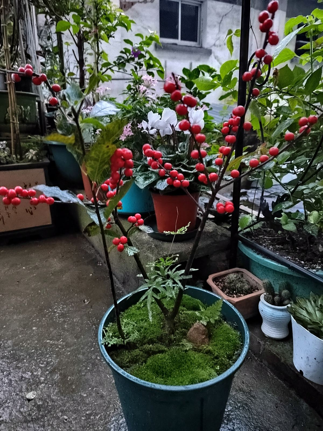 家里养什么花好，家里养什么花对身体好（家里养5种“旺宅花”）