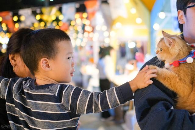 猫怀孕必须要注意六个事项，猫怀孕后的注意事项（怀孕了，猫就要送人吗）