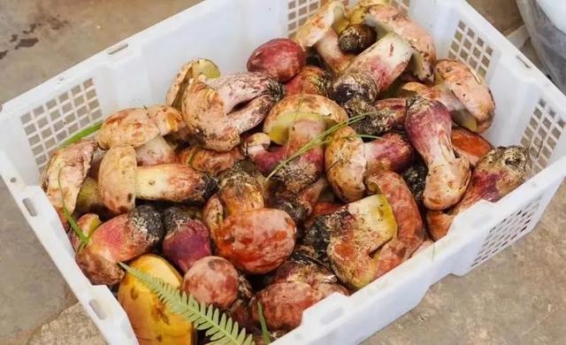 云南最好吃的野生菌在哪，中国最浪漫城市非她莫属