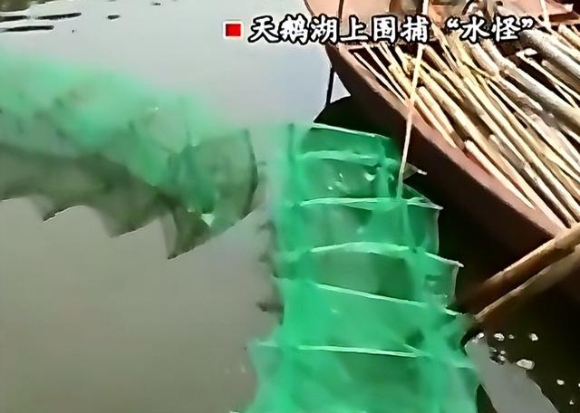 （笑的很好看的头像 癞蛤蟆扮青蛙长得丑玩的花。微信，（笑的很好看的头像） 癞蛤蟆扮青蛙长得丑玩的花。（2011年中国山东省惊现“水怪”）