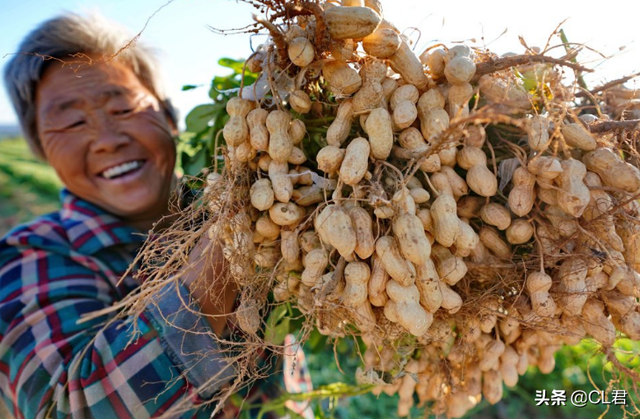 黑花生多少钱一斤，黑花生油市场多少钱一斤（这2种适合农村种植）