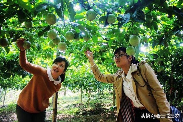 百香果的种植方法，百香果种植时间和方法（教你怎样种百香果树）