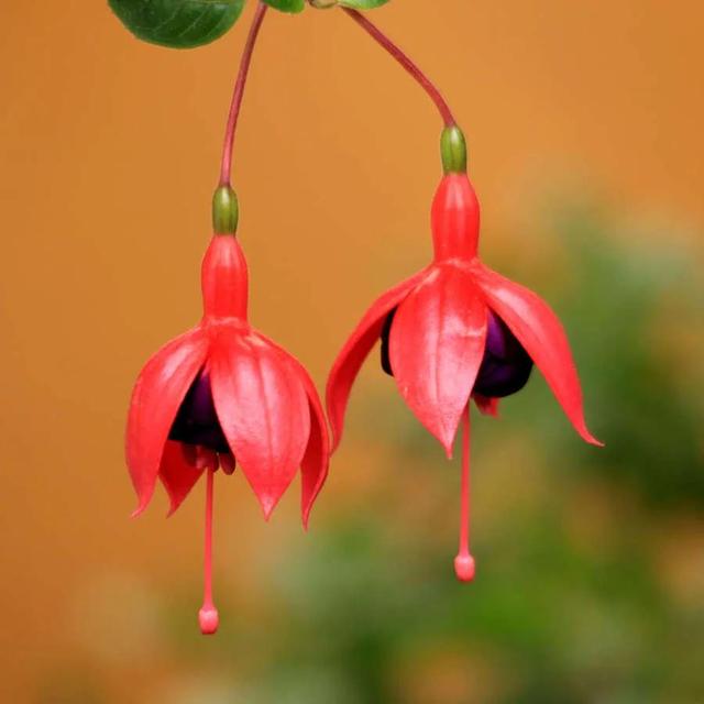 灯花有什么寓意，各种花灯的寓意（吉祥的灯笼花）