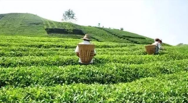 茶叶商业模式有哪些，如何使用消费金融模式卖茶叶