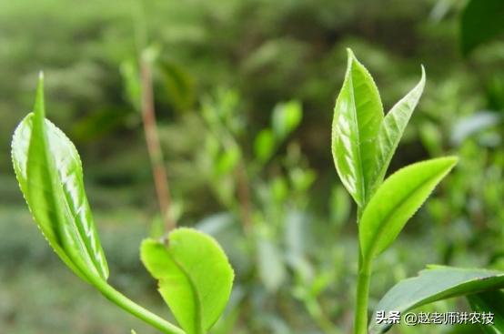 花茶的冲泡方法，怎么煮花茶花茶的泡法技巧（教你3个正确的泡茶方法）