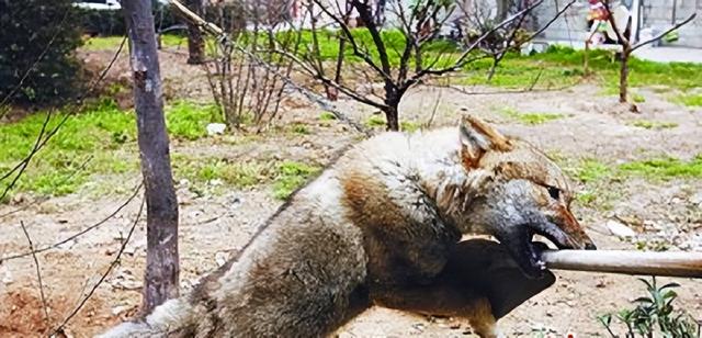 狼的寿命，北极狼的寿命（2008年陕西男子捡到一条“狗”）