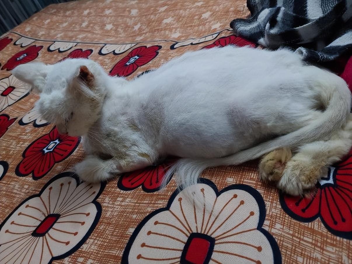 猫传腹早期症状(猫传腹有啥症状)
