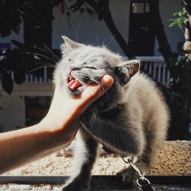 女人梦到被猫咬到手是什么寓意，女生梦到被猫咬到手（猫咪“轻咬”主人代表的含义）