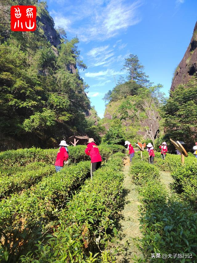 武夷山自在游攻略，福建武夷山旅行攻略<附图>