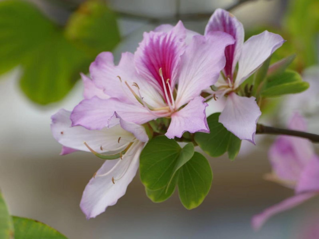 香港的市花是什么，香港市市花是什么（香港特别行政区的区花紫荆花是朵什么花）
