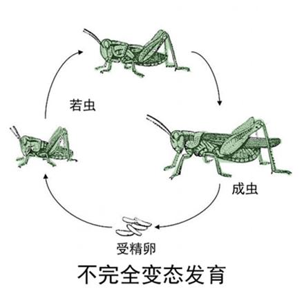 幼体体型较小,生殖器官和翅没有完全发育,比如蝗虫,蟋蟀,螽斯(如蝈蝈)
