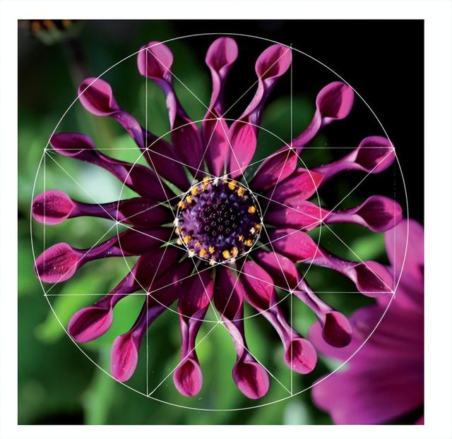 花朵的构造有哪些，花朵的组成结构（暴力拆解花朵的几何结构）