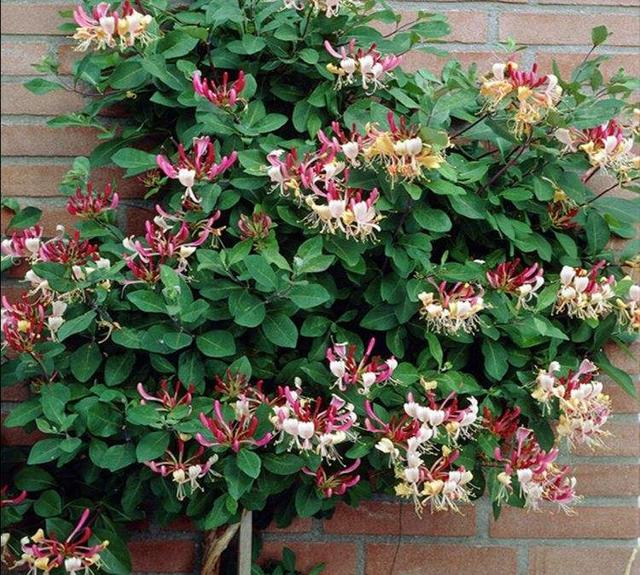 冬天有什么花开放，冬季开花的花卉有哪些（8种“稀罕花”）